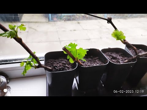 Видео: Высадка укорененных черенков винограда в стаканчик
