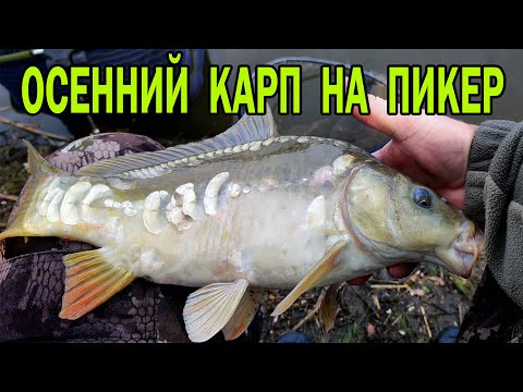 Видео: Клёв как на чёрных камнях! Осенний карп на пикер!