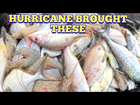 Видео: УРАГАН МЕЛИССА ПРИНЕС ДЖЕКС И КОРОЛЕВСКИХ РЫБ (Второй день в море) #Ураган # еда @cameronfamilytv!!!