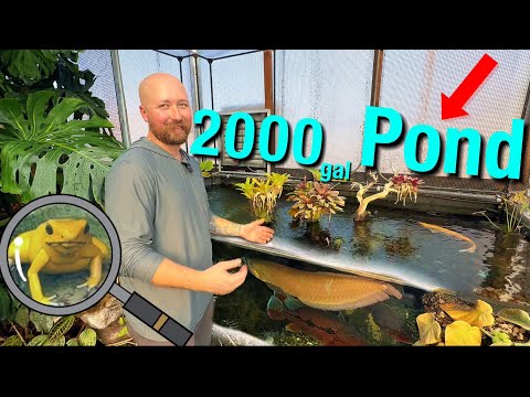 Видео: Пруд в тропическом лесу Амазонки внутри теплицы — хищные рыбы и редкие дикие животные!