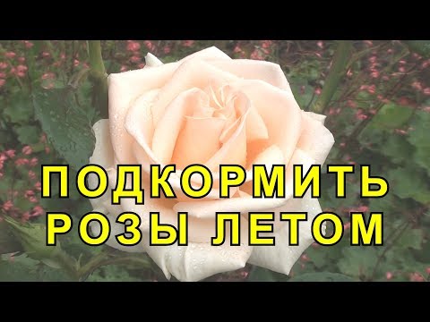 Видео: Чем Подкормить Розы. Внекорневые Подкормки для Роз.
