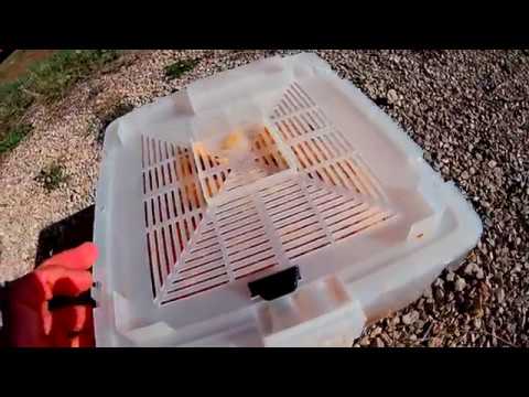 Видео: Разбираю домик шмеля