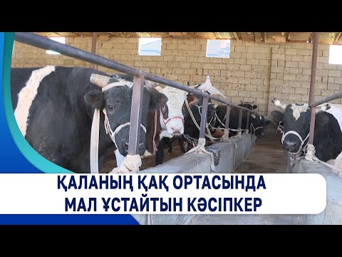 Видео: Қаланың қақ ортасында мал ұстайтын кәсіпкер