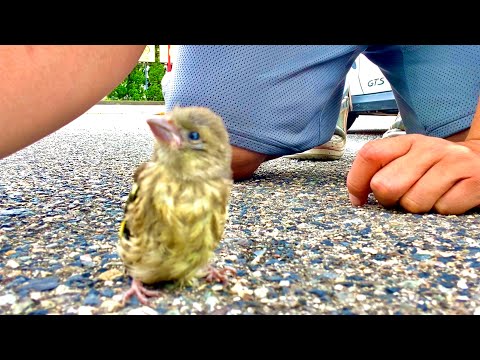 Видео: Спасение маленьких птиц.