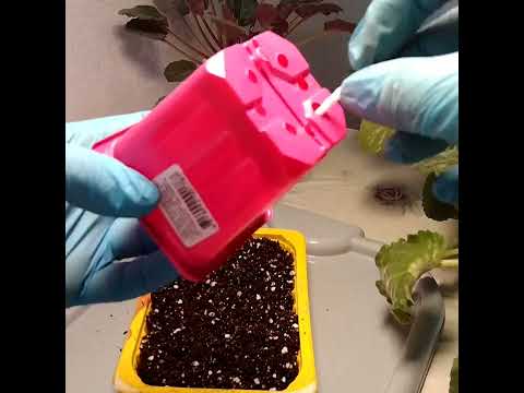 Видео: #161Фиалки. Омоложение фиалок на фитильном поливе с частичной заменой земляного кома.