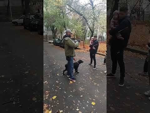 Видео: Кане-корсо кусает хозяина Ужасно боится улицы.