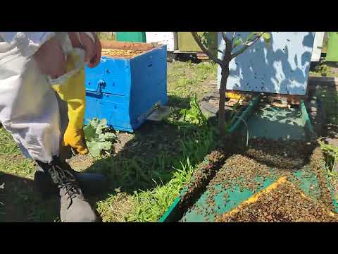 Видео: бджоли в акваріумі