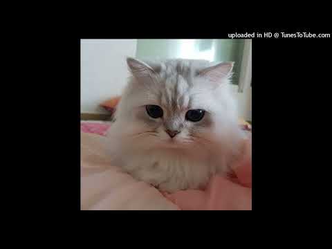 Видео: земфира - ромашки (speed up)