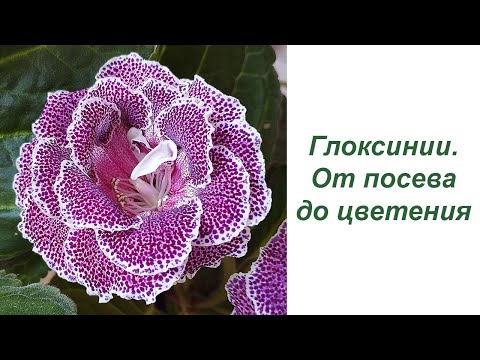 Видео: Глоксинии - от посева до цветения