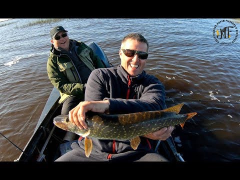 Видео: Поймал хороших щук на воблер Yo-Zuri 3D Flat Crank . Оторвались по окуню на вертушку. Ильмень 2019