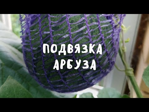 Видео: Как подвязать арбуз / Непростительные ошибки при подвязке