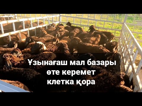 Видео: Ұзынағаш мал базар 09.07.2022 қой ешкі бағалары