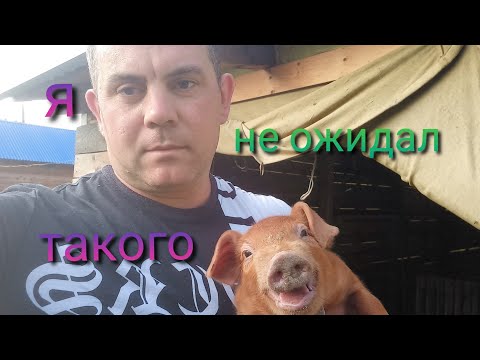 Видео: Я такого не ожидал. Вес поросят в 10 дней. Отличие помесных поросят от чистопородных