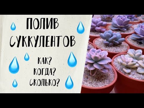 Видео: Полив суккулентов: как, когда и сколько.