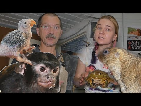 Видео: Наш маленький дурдом. Our little madhouse