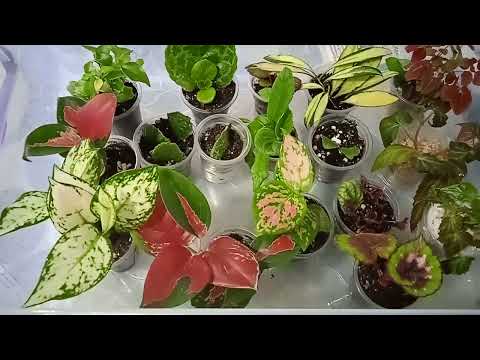 Видео: Обзор комнатных растений#подобные тугодумы есть у каждого