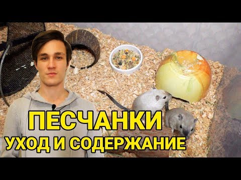 Видео: Песчанки - уход и содержание. Как ухаживать за песчанкой в домашних условиях. Все о песчанках