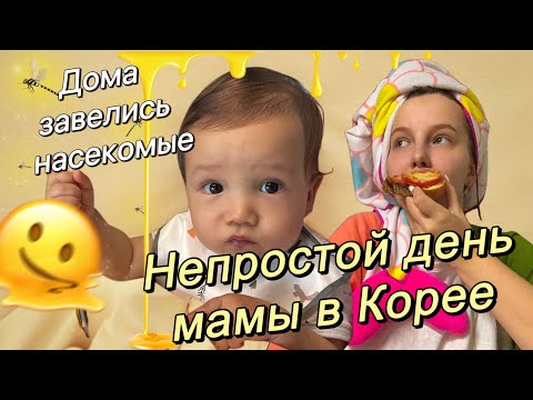 Видео: Непростой день мамы в Корее/дома завелись насекомые/встречаем гостей/Korea Vlog