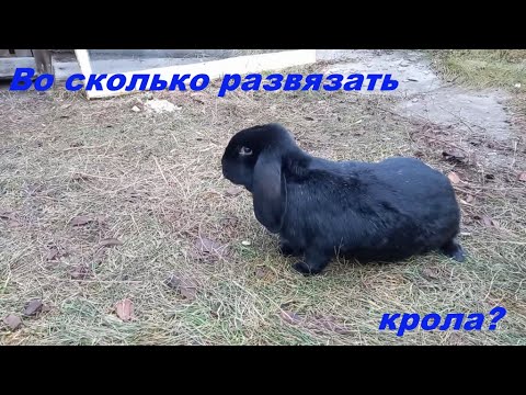 Видео: Какую породу кроликов выбрать?