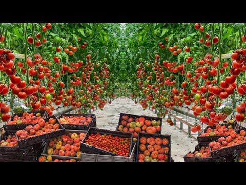 Видео: САМАЯ БОЛЬШАЯ ГИДРОПОННАЯ ТЕПЛИЦА ДЛЯ ВЫРАЩИВАНИЯ ПОМИДОРОВ В НИДЕРЛАНДАХ - ВЫРАЩИВАНИЕ И СБОР ТО...