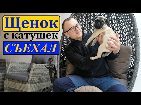 Видео: Мы в ШОКЕ, от щенка. Он вёл себя как ПОРАСЁНОК. Воспитание ЩЕНКА. МОПС.