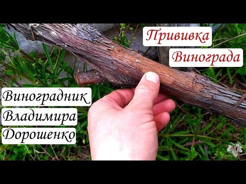 Видео: Прививка винограда. Виноградник Владимира Дорошенко