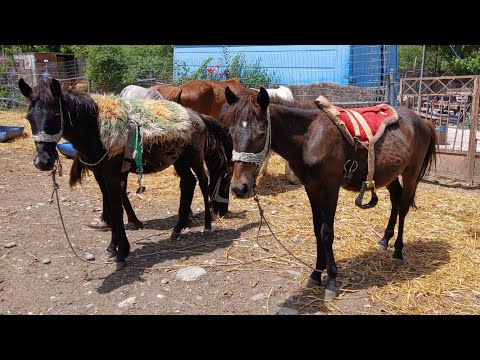 Видео: Фильм "Некуда Бежать" или как я не продала,но отправила на работу жеreбят.Майский Влог.Лошади в Мае.