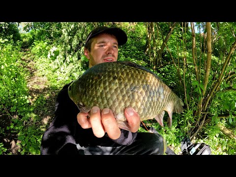 Видео: Топова прикормка на карася та коропа, риболовля на бічний кивок в очереті