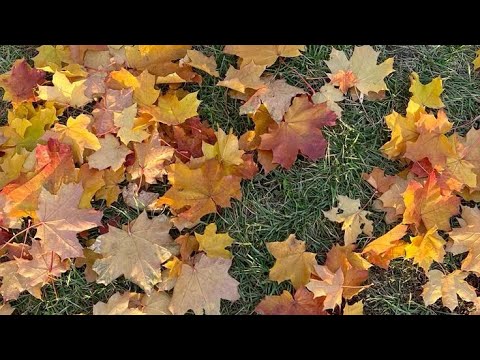 Видео: Влог #1 - мой сентябрь и октябрь ☘️