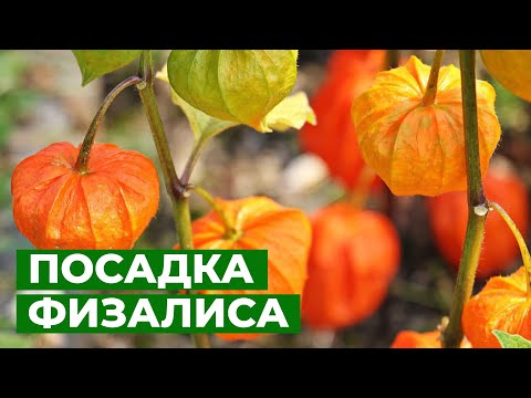 Видео: ПЕРЕЕЗД ФИЗАЛИСА НА ПОСТОЯННОЕ МЕСТО | Высадка рассады физалиса в открытый грунт