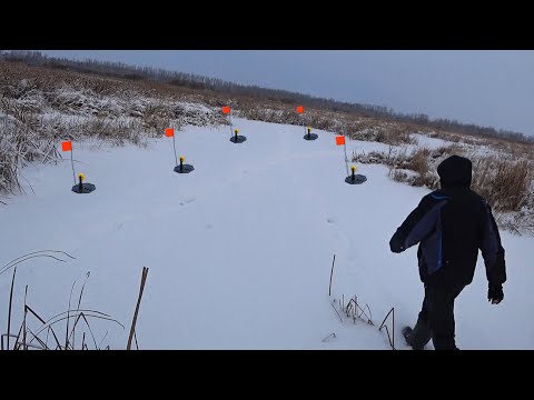 Видео: РАССТАВИЛ ВСЕ ЖЕРЛИЦЫ в БОЛОТЕ! Я был в ШОКЕ! Сколько же здесь щук?! Зимняя рыбалка  2022.
