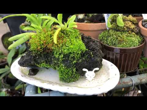 Видео: Мох на орхидеях! Мои новинки и орхидеи из фласки🐣