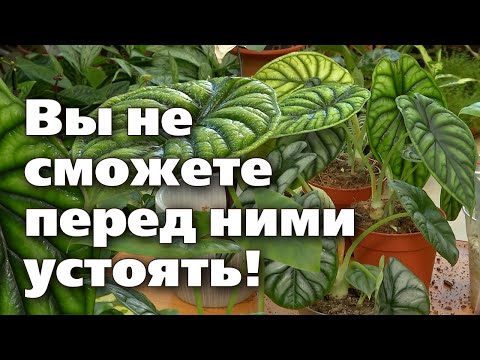 Видео: Алоказия Дракон и Шкура дракона. Секреты выращивания, пересадки, размножения