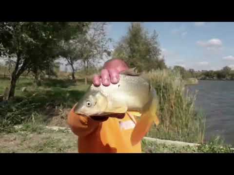 Видео:  Рыбалка на карпа, много рыбы!