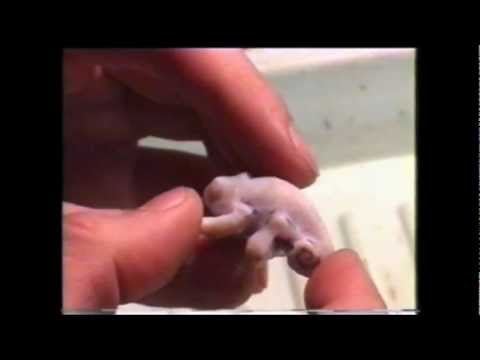 Видео: Резьба по камню, сюжет Хамелеон часть 1.mpg