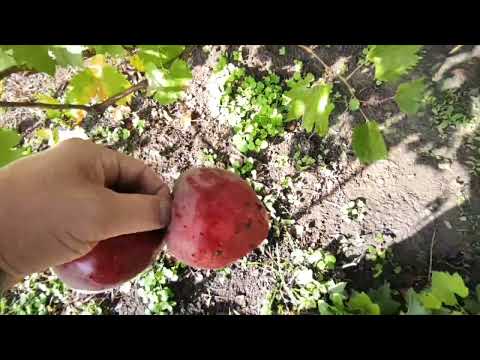 Видео: 20-21 октября 2025 Систему отопления собрал