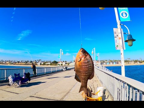 Видео: Рыбалка на пляже Черри-Бич и пирсе Белмонт, какой из них лучше?