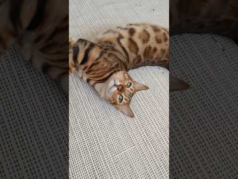 Видео: Рокси Тигра, просто Смех 😝😹 #shorts #shortvideo #bengali #cats #catvideos #kitten #бенгальская #cat