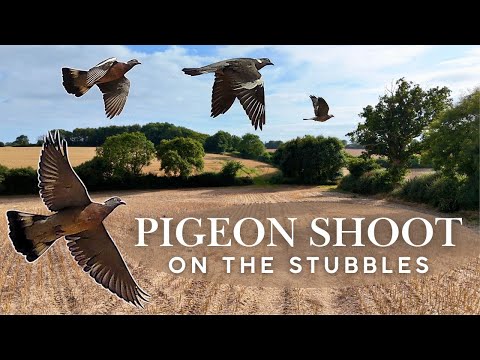 Видео: МАНИРОВКА ВЕСЛАВНЫХ ГОЛУБЕЙ 🇬🇧 | Стрельба по летней стерне | Отстрел голубей | Борьба с вредителями