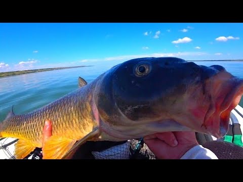 Видео: ВОТ ЭТО ДА!!! ПОВЕЗЛО ТАК ПОВЕЗЛО! 💥 ЛОВЛЯ СОМА НА КВОК