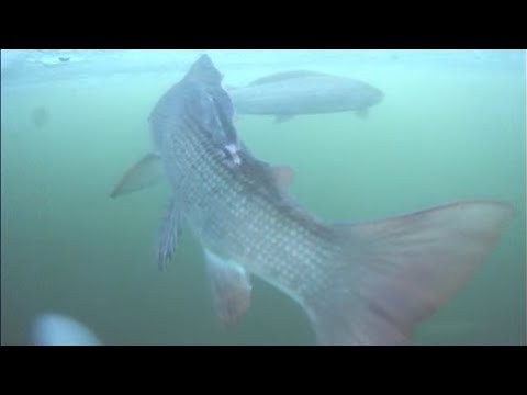 Видео: ОГРОМНЫЕ ХАРИУСЫ АРКТИКИ ЯКУТИИ!!!