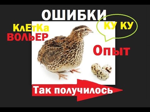 Видео: Как я "лоханулась" с содержанием перепелов. ОШИБКИ содержания.