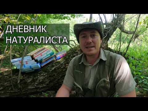 Видео: Как вести полевой дневник натуралиста?