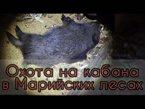 Видео: Охота на кабана в Марийских лесах.