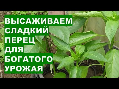 Видео: Правильная Посадка Перца В Теплице Для Большого Урожая