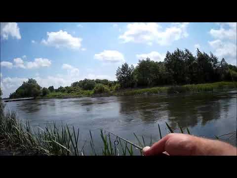 Видео: Ловля голавля на проводку "петля"