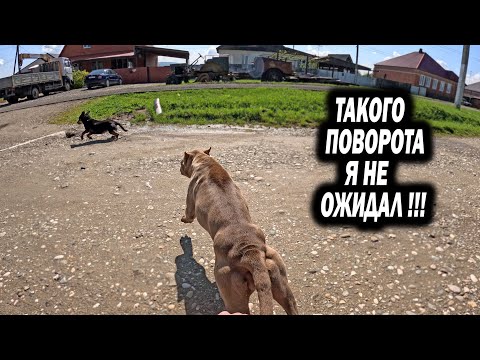 Видео: ПИТБУЛЬ АТАКУЕТ ДВОРНЯЖКУ. Такого от Крони я не ожидал ! Волки в деле.