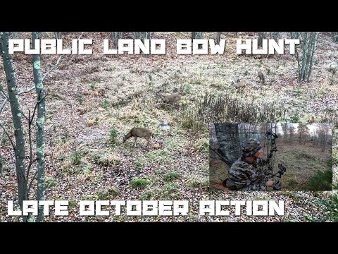 Видео: Охота с луком в конце октября на общественных землях в штате Мичиган – движение «Раннее утро» (25...
