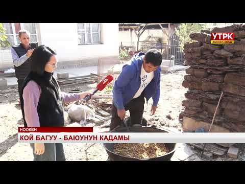 Видео: Кой багуу - баюунун кадамы