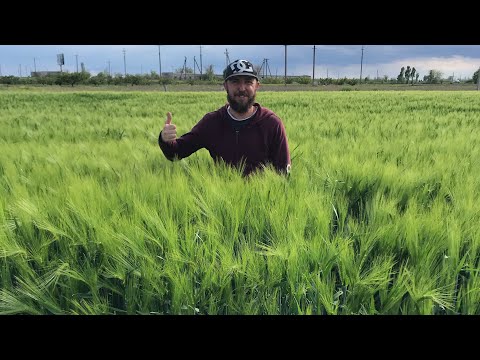 Видео: Озимый ячмень,7 мая 2020 г.